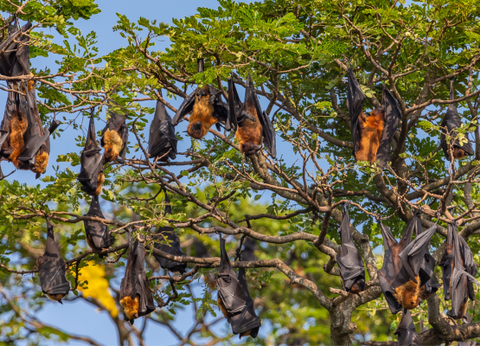 Circuit Lotus du Sri Lanka - 9