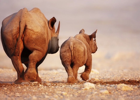 Safari Dream, Chutes Victoria et Parc Chobe - 9