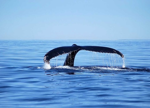 Circuit Canadavision 12 jours - 12