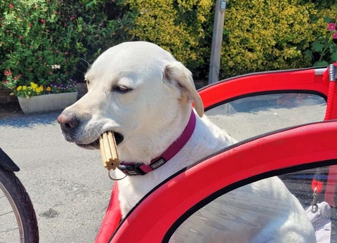 Flower Camping L'Abri-Côtier, 3* - 61