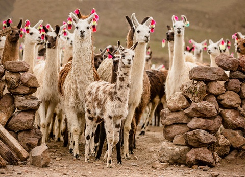 Circuit Authentique Pérou 3* - 15