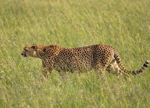 Circuit Entre safari et rencontres Maasaï - 10