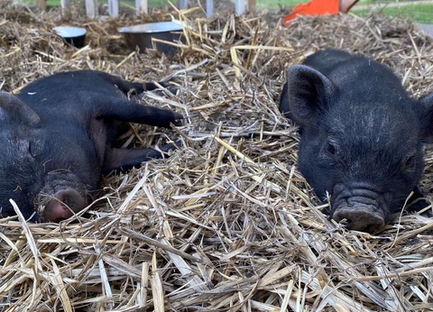 Escapade spa Deep Nature à 30 min de Paris - 4* - 45