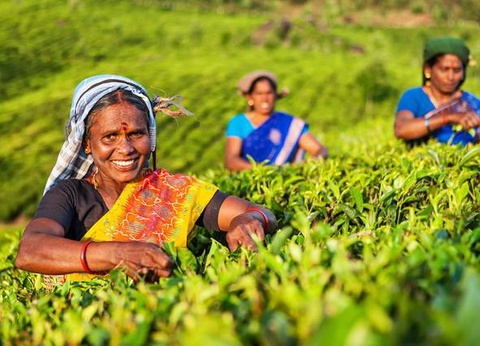 INDE DU SUD ESSENTIELLE - 7