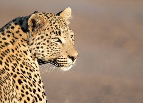 Circuit Lumières d'Afrique Safari au coeur du Kenya - 12