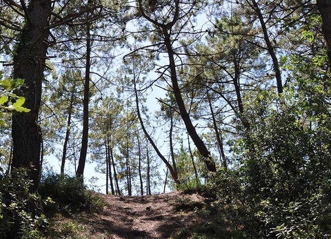 Domaine des Pins, 4* - 30