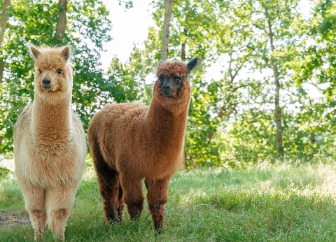 Flower Camping La Hallerais 4* - 24