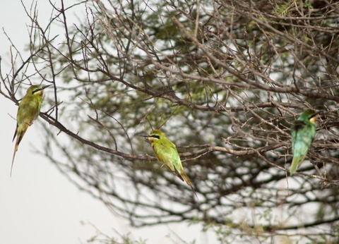 Circuit Les Oasis du Sénégal + extension 2N Framissima Palm Beach **** - 13
