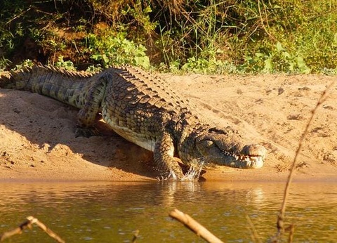Circuit Du Parc Kruger au Cap de Bonne Espérance - 4