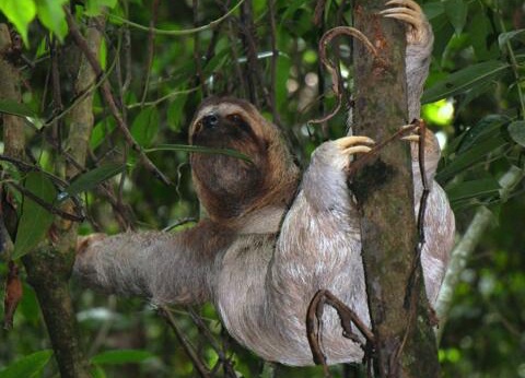 Circuit entre Jungles et Forêts du Costa Rica + extension Playa Samara - 30