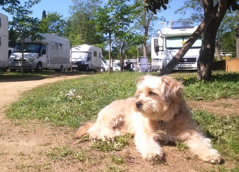 Camping Lloret Blau, 3* - 33