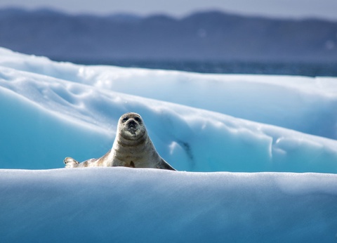 Croisière Splendeurs du Groenland - 3