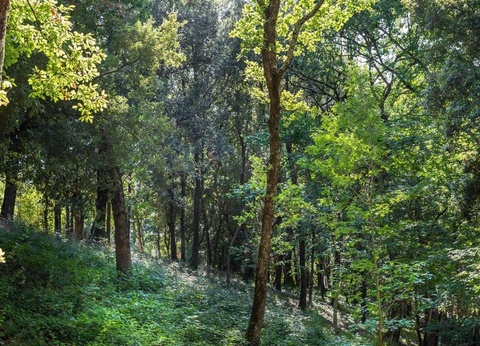 hu Montescudaio village, 3* - 31