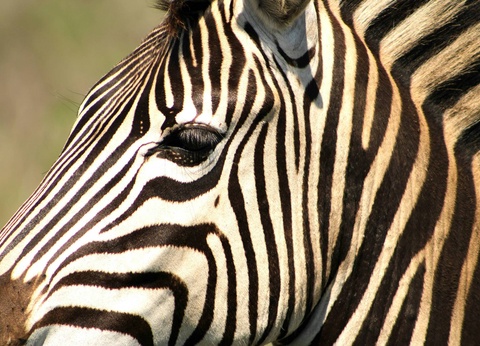 Circuit Légendes du Cap et de la savane **** - 16