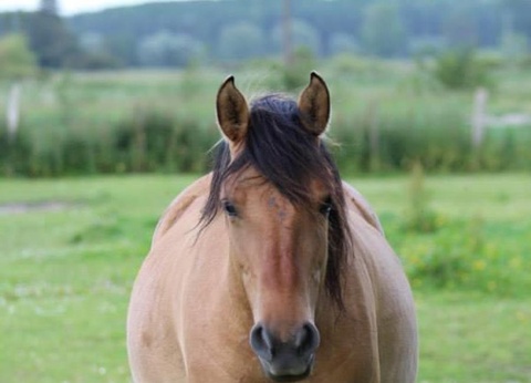 Camping Le Mont Joli Bois, 3* - 59