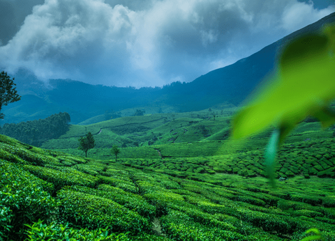 Circuit Merveilles du Kerala en Privatif - 22