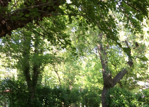 Flower Camping Le Pilon d'Agel, 3* - 42