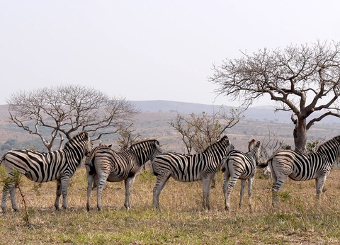 Sur la piste des Zoulous 3* avec extension réserve privée - 8
