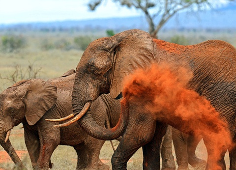 Circuit Safari au coeur des grands parcs du Kenya - 27
