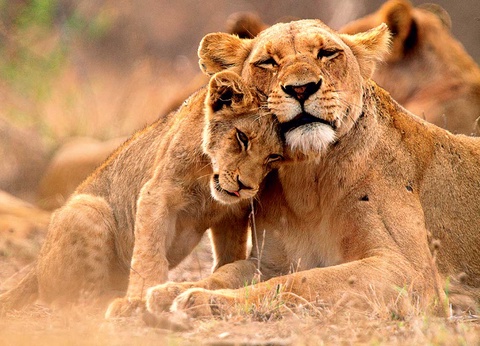 Circuit Canyons et safaris - 7