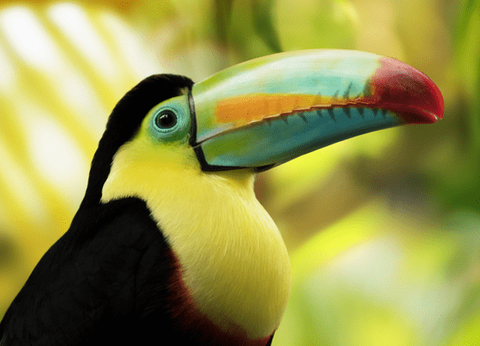 Circuit Dans le Sillage des Corsaires - 33