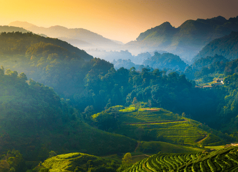 Circuit Orchidées, de Bangkok au Triangle d'Or - 14