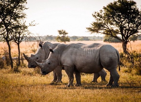 Chroniques d'Afrique Australe - Afrique du Sud, Zimbabwe, Eswatini - 5
