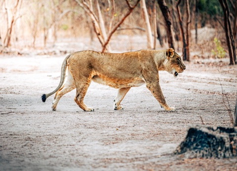 Circuit Beautés du Sénégal et Extension Framissima Palm Beach - 2
