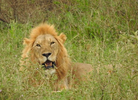 Safari Privatif - Aventure Tanzanienne - 7