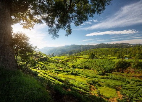 Circuit Ceylan Intimiste et extension Maldives - 9