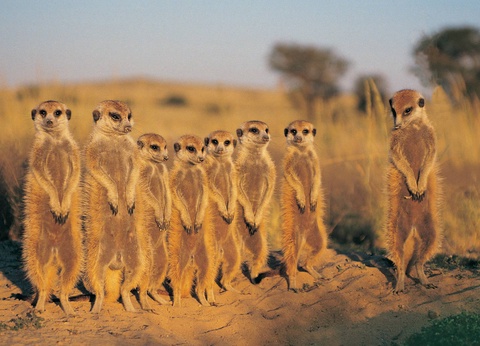 Circuit Légendes du Cap et de la savane + extension aux chutes Victoria **** - 14