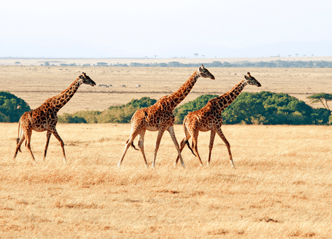 Circuit Safaris de Légende - 26