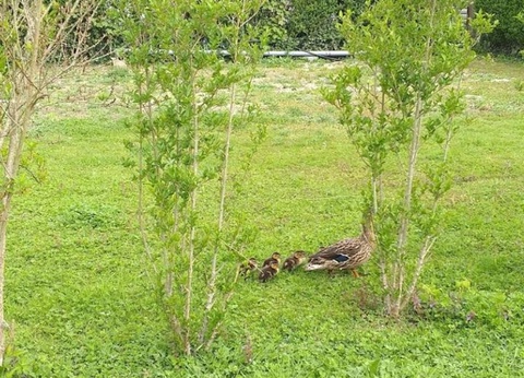 Camping Les Fontaines, 3* - 9