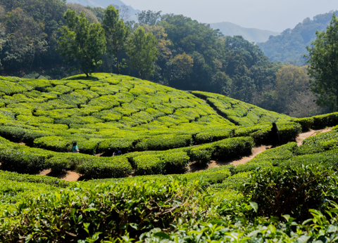 Circuit Couleurs de l'Inde du Sud : Temples, thé et traditions - 14