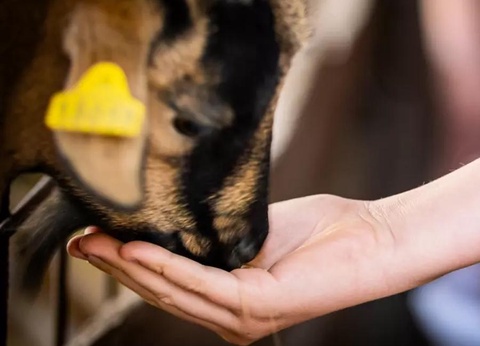 Camping Ferme Pédagogique de Prunay, 4* - 6