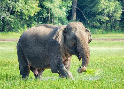 Circuit Secrets du Sri Lanka en petit groupe : culture, plages sauvages et safari 4* - 6