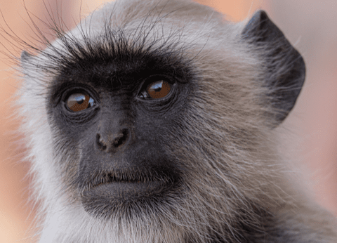 Circuit Le livre de la Jungle, entre oiseaux et tigres, en privatif - 20