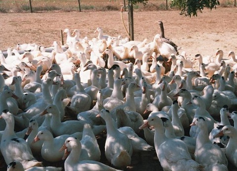 Camping Du Lac de Thoux - Ciela Village, 3* - 33