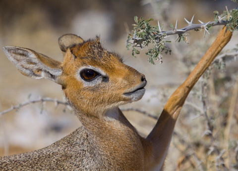 Circuit Namibie : Les plus vieux déserts du Monde **Version 2026** - 4