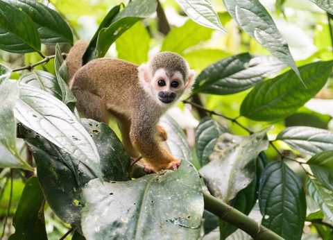 Circuit Sur la trace des Incas : de la Vallée Sacrée aux profondeurs de l'Amazonie - 4