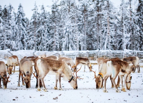 Club Framissima Holiday Club Laponie (activités incluses) - 3