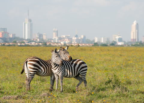 Circuit Lumières de la Savane Africaine - 10