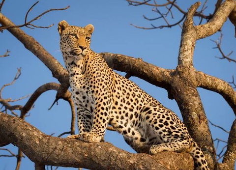 Chroniques d'Afrique Australe - Afrique du Sud, Zimbabwe, Eswatini - 20