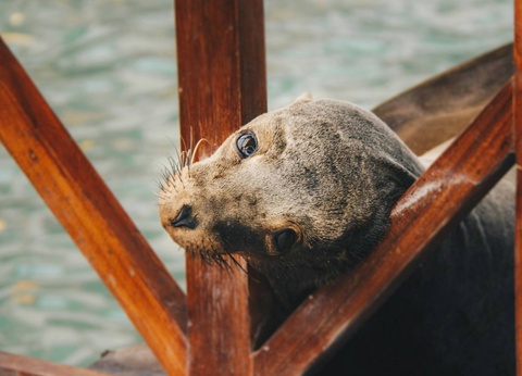 Circuit De la cordillère aux Galápagos : un voyage au coeur de la nature - 2