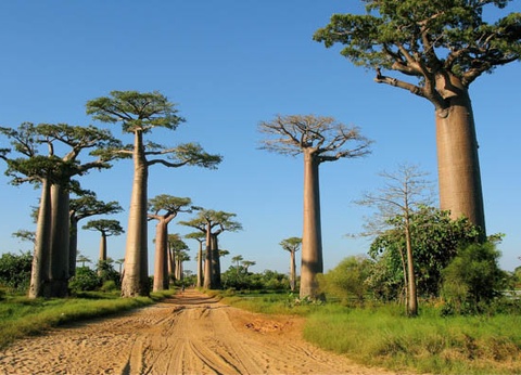 Circuit Intense Madagascar le long de la Route Nationale 7 - 18