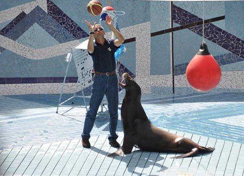 Flower Camping L'Abri-Côtier, 3* - 257