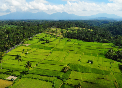Combiné Rizières et Plage sur l'île des Dieux - 17