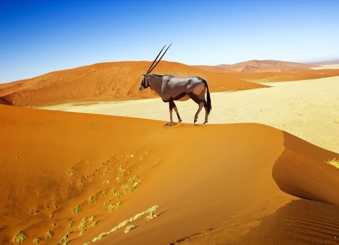 Splendeurs de Namibie & Extension Chutes Victoria 14J/11N - 2025 - 7