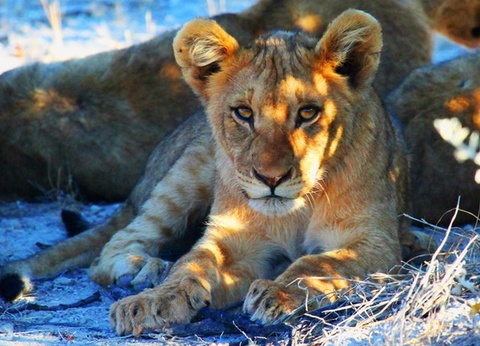 Circuit Namibie : Les plus vieux déserts du Monde **Version 2026** - 14