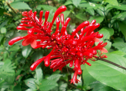 Circuit Le Royaume des Eléphants et plage en privatif - 26